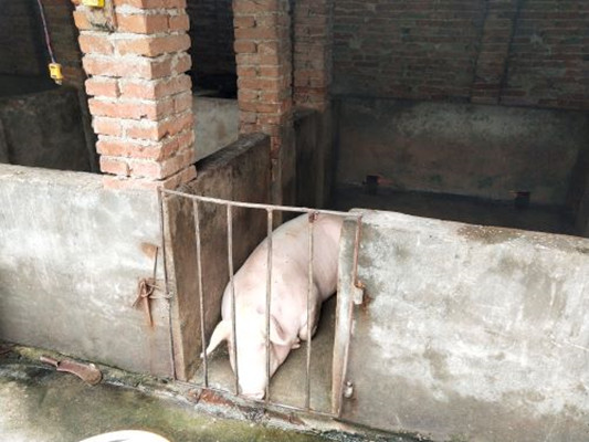 1f90dbd0e8da4793b1987a02758b6ed2.jpg 观察养殖场内的生猪_副本.jpg